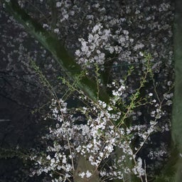 画像 ⋆ ✿ 夜桜 ✿ ⋆ の記事より 3つ目