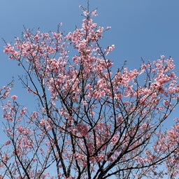 画像 陽光桜も満開 の記事より 1つ目