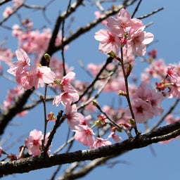 画像 陽光桜も満開 の記事より 2つ目