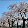 「シンママ卒業式！？」桜の下で感じた新たな家族の絆の画像