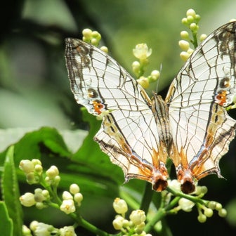 【自然観察記】イシガケチョウの幼虫と蝶にまつわる話