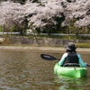 東郷池でお花見カヌーの画像