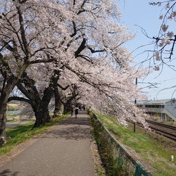 画像 桜と列車を撮りたくなって急に旅に出た の記事より 19つ目