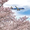 満開の桜とFDA200ー信州まつもと空港ーの画像