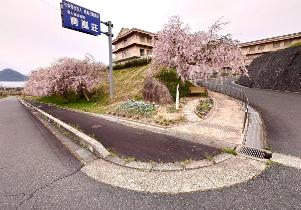 今年の桜・さくら・サクラもそろそろ見納め・・・タケノコ大好き♪の記事より