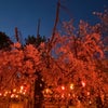 2024.4.12 芦城公園　夜桜の画像