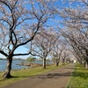2024.4.12 木場潟 桜の画像