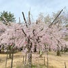 2024.4.15 桜吹雪舞う 芦城公園の画像