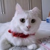 韓国の猫の重大な伝染病が発生の画像
