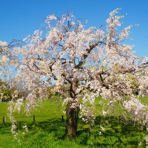 大仙公園の桜(遅咲き)の画像