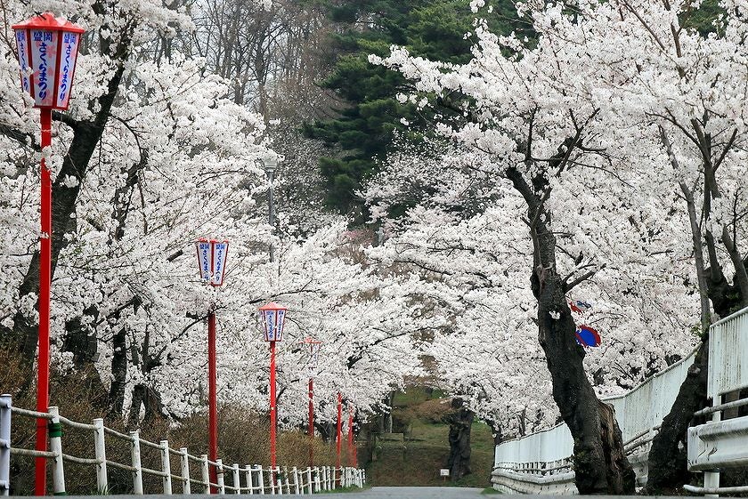 高松の池 満開マックスの桜風景 | 愛LOVEもりおか～徒然日記～