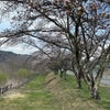三原の桜は〜♪の画像
