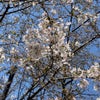 武蔵野桜まつりでNTT技術史料館を見学！ 2024/3/31(日)の画像