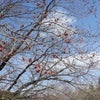 針山の天王桜の様子（4月17日現在）の画像