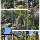 武蔵一宮　氷川神社☆池も新緑も美しいの記事より