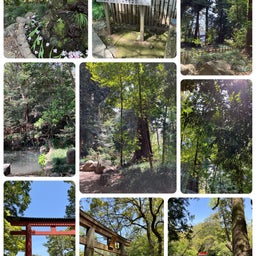 画像 武蔵一宮　氷川神社☆池も新緑も美しい の記事より 2つ目