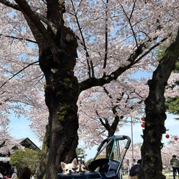 画像 春の訪れを感じる桜満開の仙台です。 の記事より 4つ目