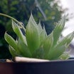 エイジングのお便り 透明な植物 革の魅力シリーズ バタラッシカルロ社 ミネルバ ボックス