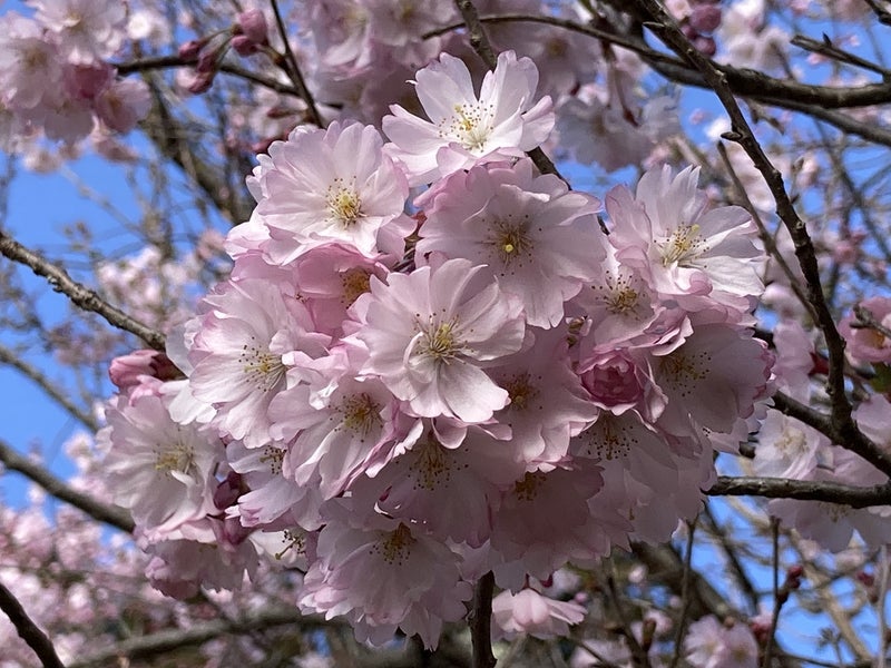 2024.04.16★市民の森の桜
