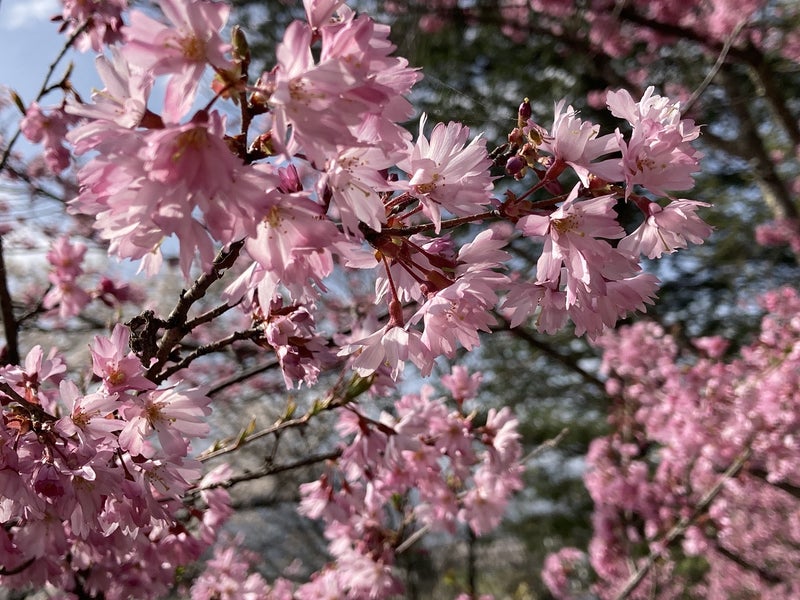 2024.04.17★市民の森の桜