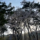 茅ヶ岳①〜桜はどこに。。。の記事より