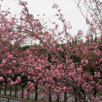今度は八重桜