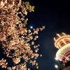 ディズニーランド〜夜桜で乾杯の画像