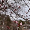 針山の天王桜の様子（4月18日現在）の画像