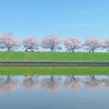 桜‘24の画像