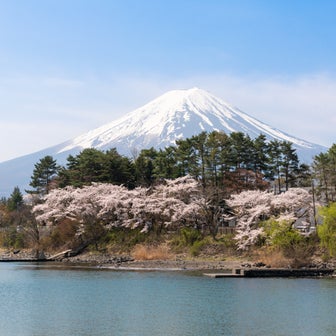 富士の桜②（河口湖編）