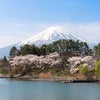富士の桜②（河口湖編）の画像