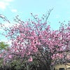 牡丹桜満開の画像
