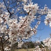 風にそよぐ桜2024の画像