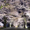 【4月8日の活動報告】満開でライトアップされた桜並木に感じた、「福島・被災地」の光と陰の画像