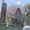 ４月１０日(水)　伊勢原市　大山桜の画像