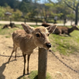 画像 奈良公園／もうすぐプール！ の記事より 1つ目