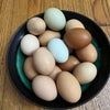 新鮮な卵の画像