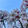 桜の季節•••通り過ぎるはあっという間だねの画像
