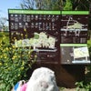小金井公園の八重桜の画像