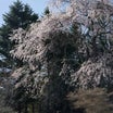 枝垂れ桜を見にちょっとお散歩