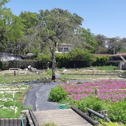 画像 浮間公園桜草祭り＆水車にチューリップに八重桜＆明日の予想 の記事より 8つ目