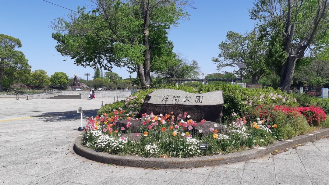 浮間公園桜草祭り＆水車にチューリップに八重桜＆明日の予想の記事より