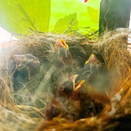 画像 うちの玄関に巣を作ったのは有能親鳥でした。 の記事より