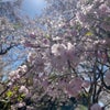 遅めの桜の画像