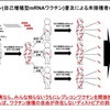 日本人の健康が脅かされています！！　コロナの検証を！！日本人の人権を守ろう！！是非とも署名で声をの画像