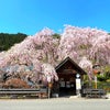 天国にいるかのような美しさの絶景の桜と富士山❣️の画像