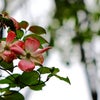頑丈な花被　花水木(ハナミズキ/ドッグウッド/コルヌス・フロリダ)の画像