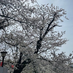 画像 「男旗」石山東吉先生 チャリティー似顔絵会 in上野桜祭り の記事より 9つ目