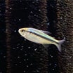 【熱帯魚】2024.4.20現在の熱帯魚在庫リスト【アクアパーク】