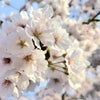 「里親さま」と「保護っ子さん」 への 季節の便り ～故郷の桜 2024年～の画像